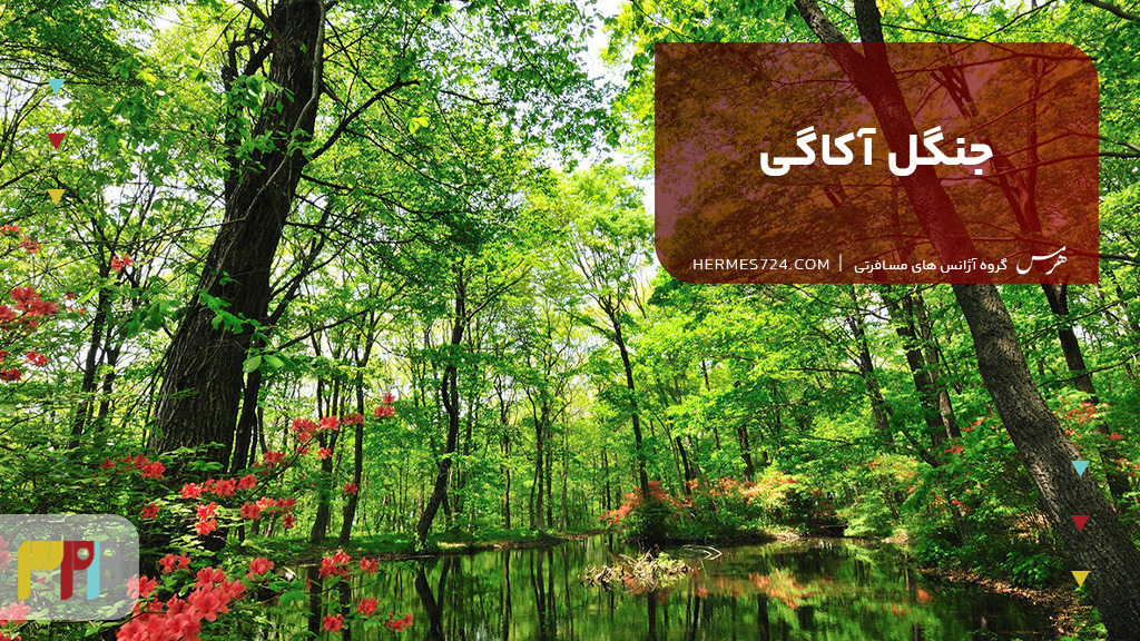 جنگل آکاگی