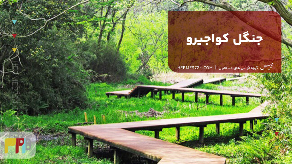 جنگل کواجیرو