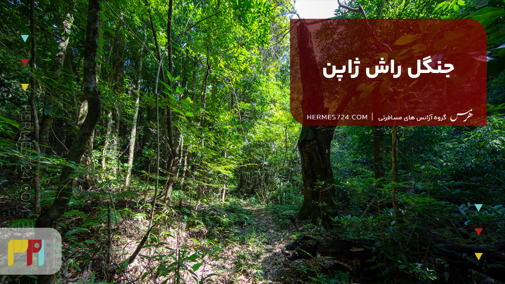 جنگل راش ژاپن