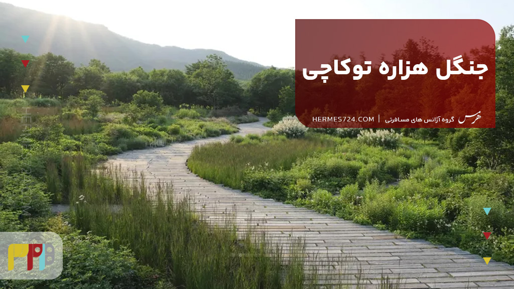 جنگل هزاره توکاچی