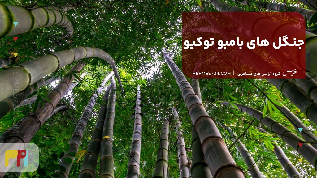 جنگل های بامبو توکیو