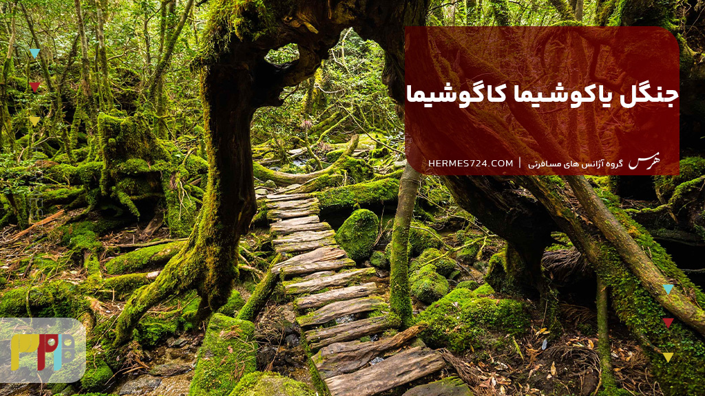 جنگل یاکوشیما کاگوشیما
