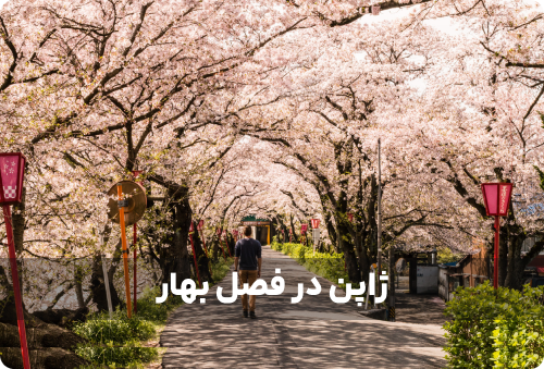 سفر به ژاپن در فصل بهار