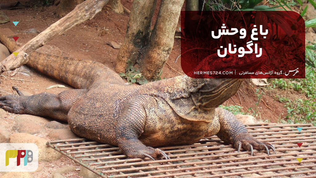 باغ وحش راگونان