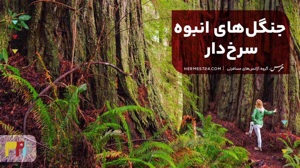 جنگلهای انبوه سرخدار