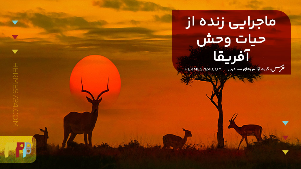 ماجرایی زنده از حیات وحش آفریقا