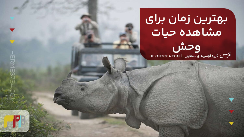 بهترین زمان برای مشاهده حیات وحش