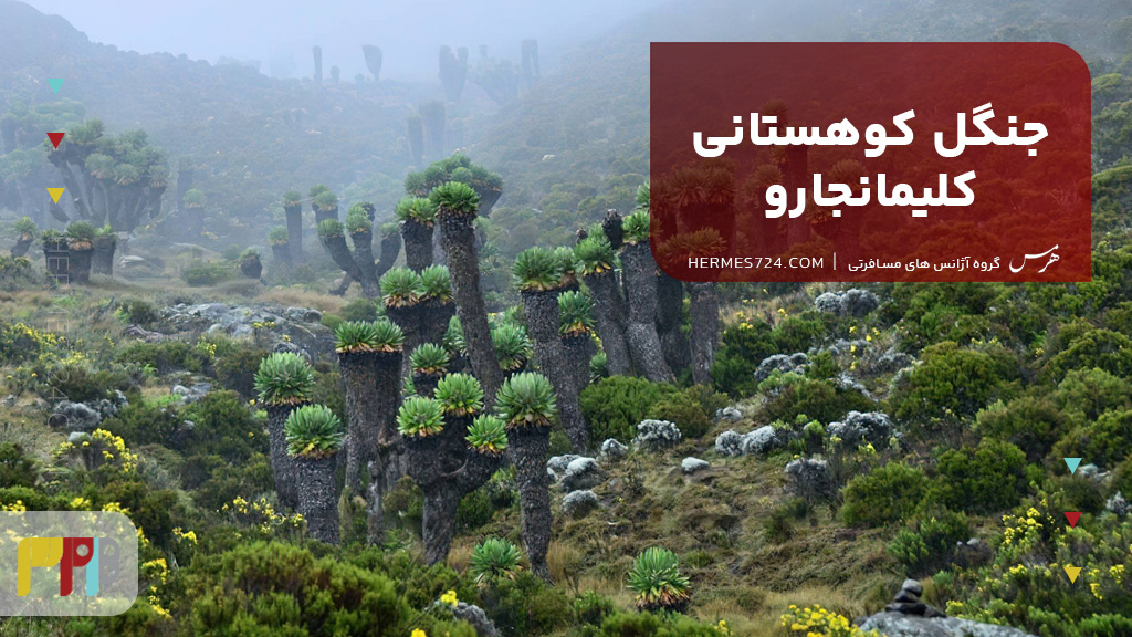 جنگل کوهستانی کلیمانجارو تانزانیا