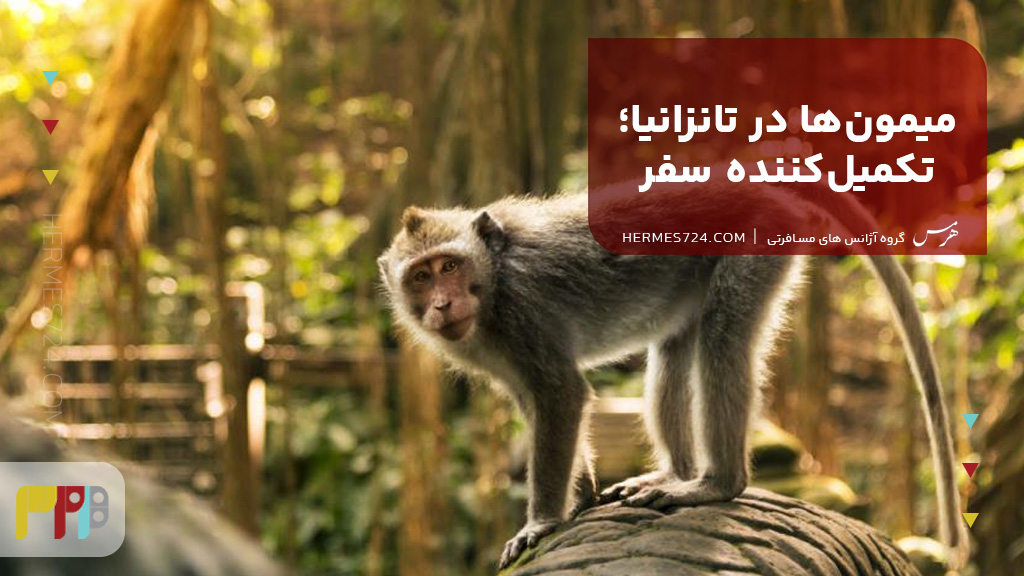 میمونها در تانزانیا؛ تکمیلکننده سفر
