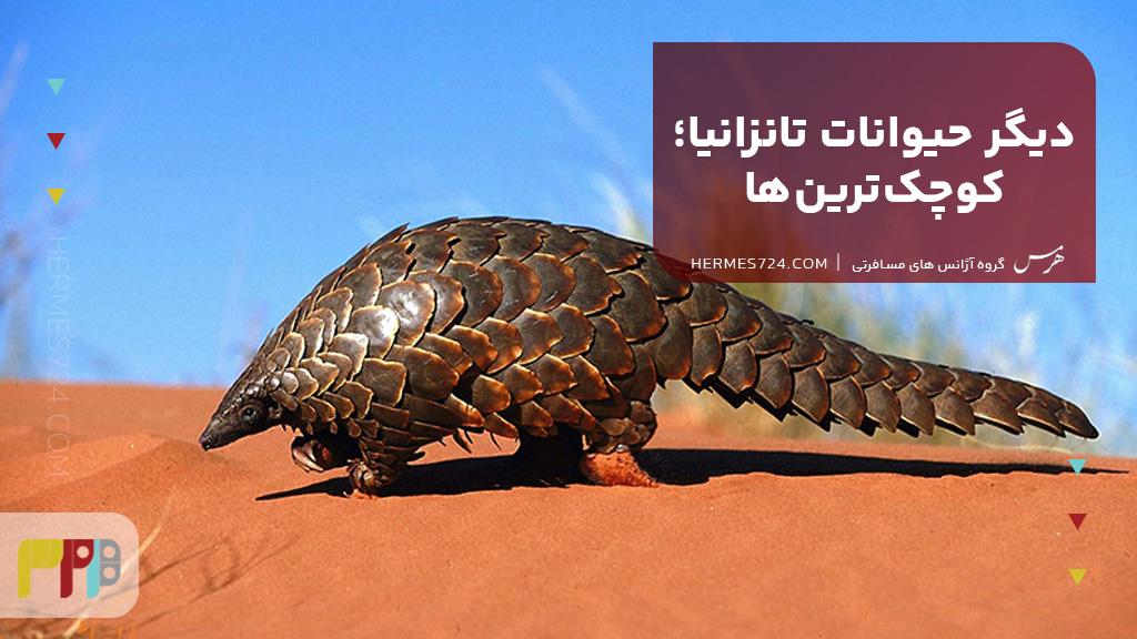 دیگر حیوانات تانزانیا؛ کوچکترینها