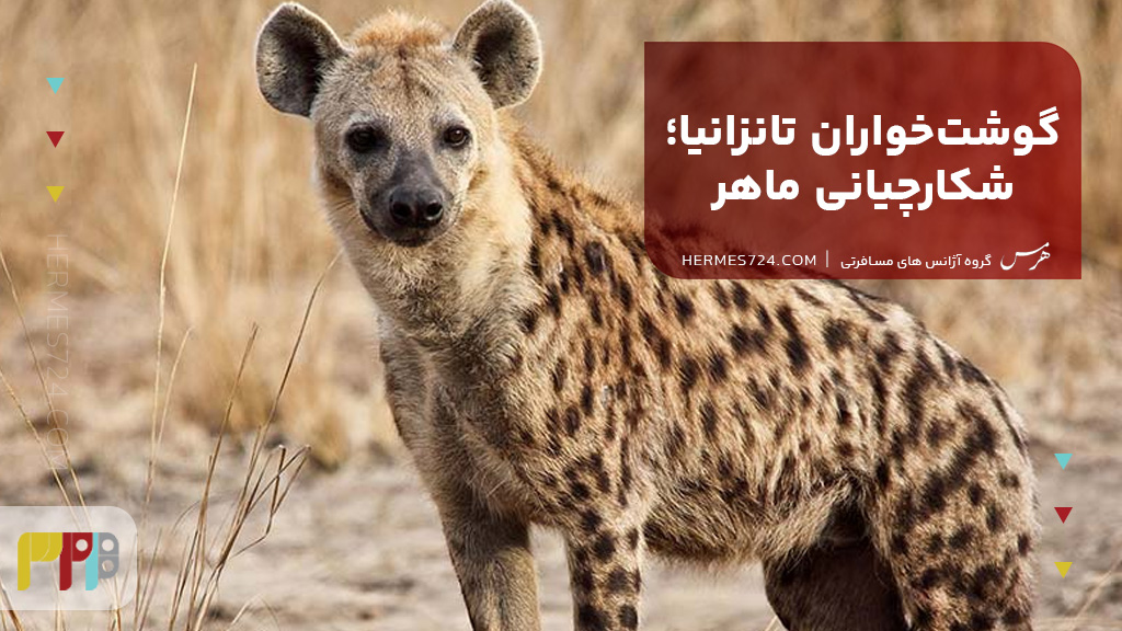 گوشتخواران تانزانیا؛ شکارچیانی ماهر