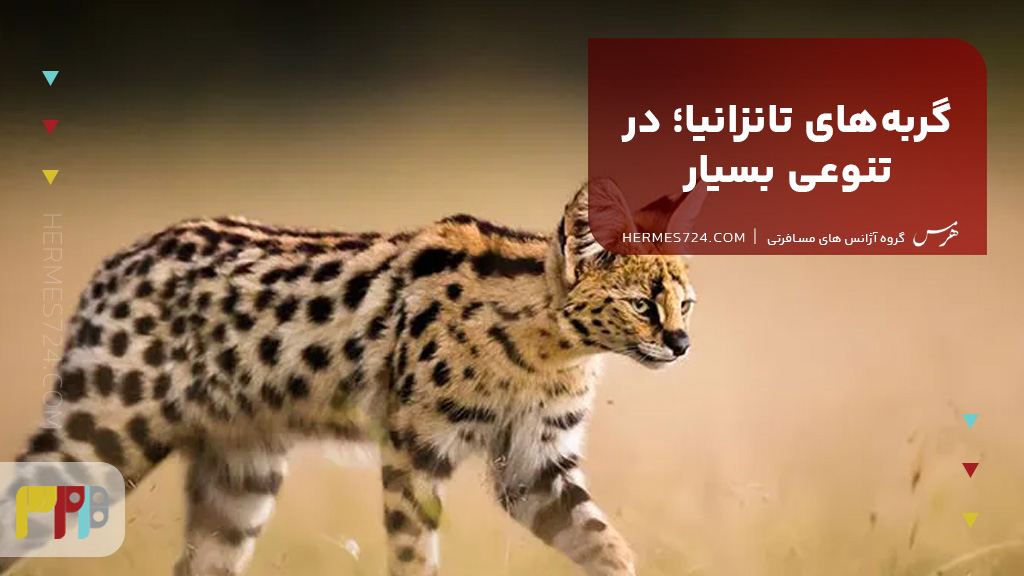 گربههای تانزانیا؛ در تنوعی بسیار