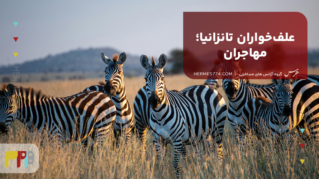 علفخواران تانزانیا؛ مهاجران