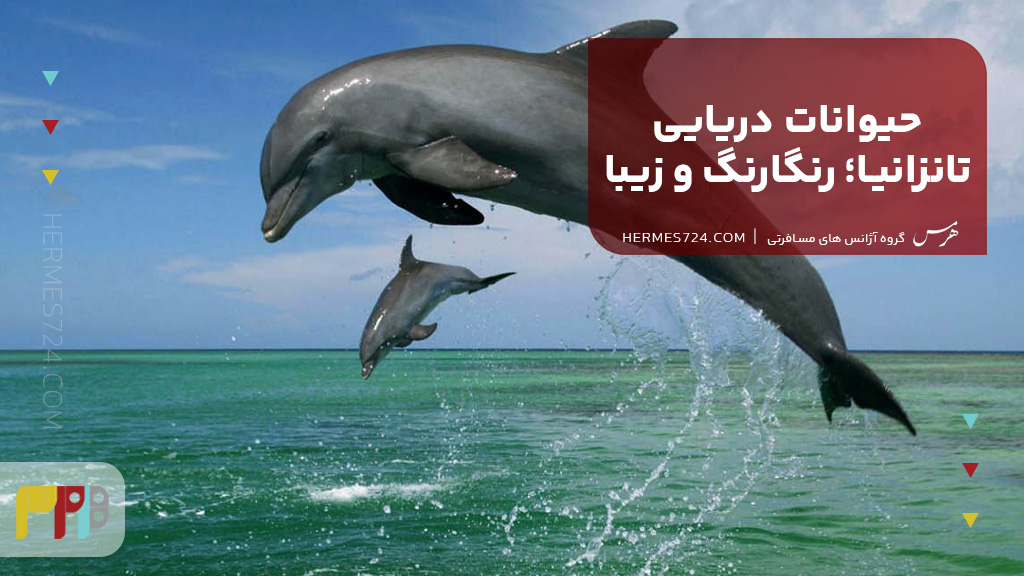 حیوانات دریایی تانزانیا؛ رنگارنگ و زیبا