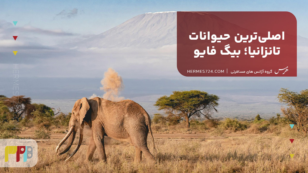 اصلیترین حیوانات تانزانیا؛ بیگ فایو