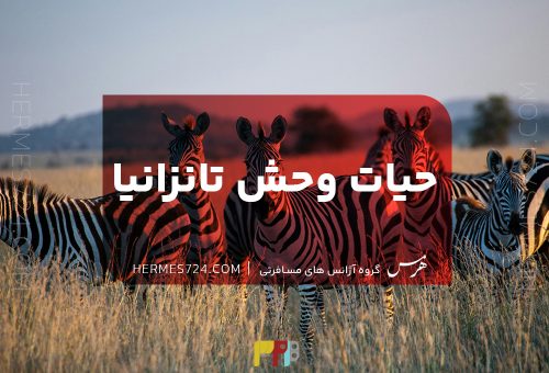 حیات وحش تانزانیا