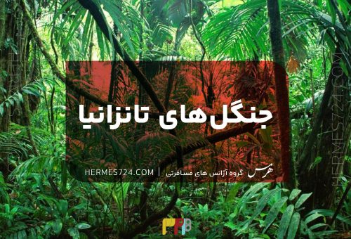 جنگل های تانزانیا