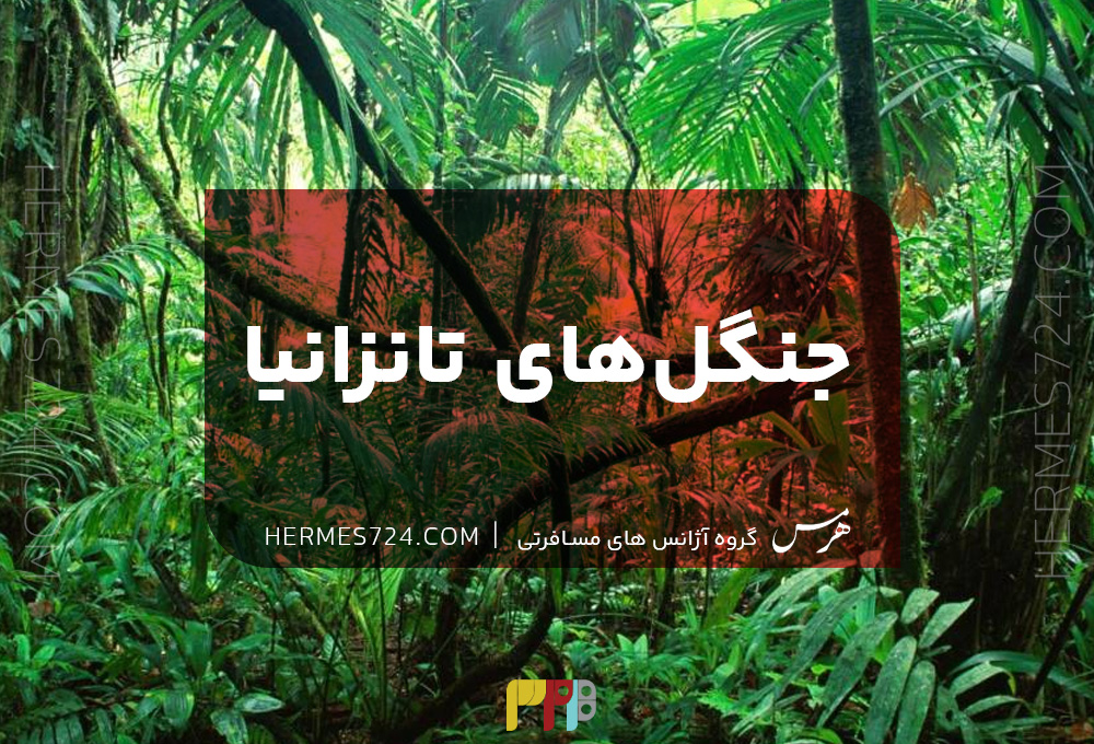 جنگل های تانزانیا